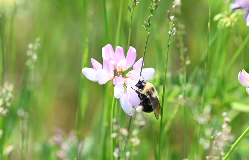 Bee on flower carden alvar