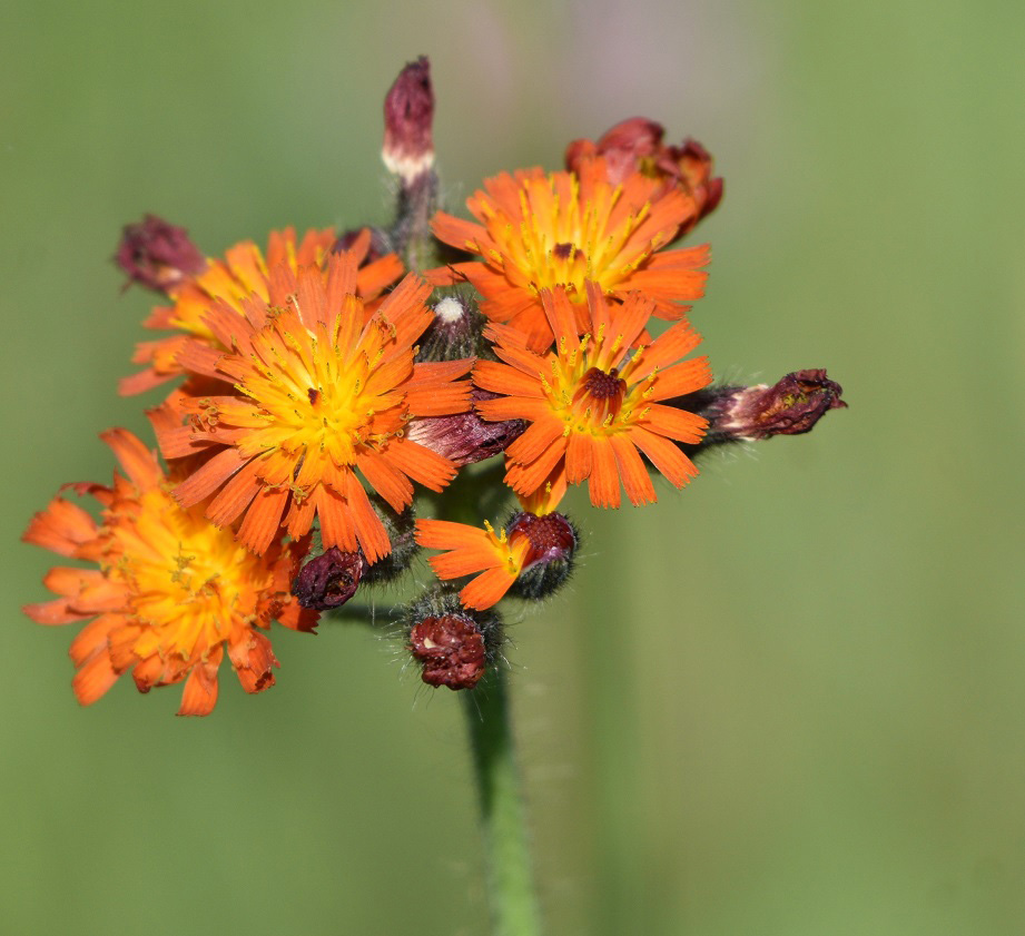 orange hawkweed at carden alvar