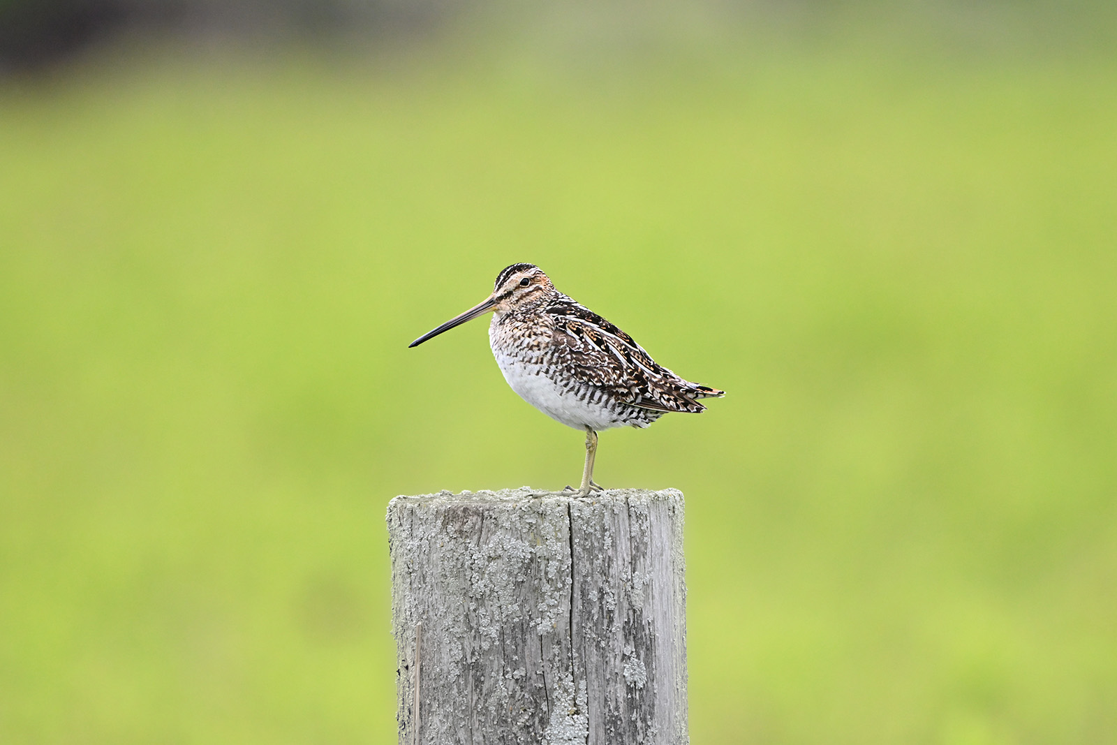 Wilson's Snipe on a fence post at Carden Alvar
