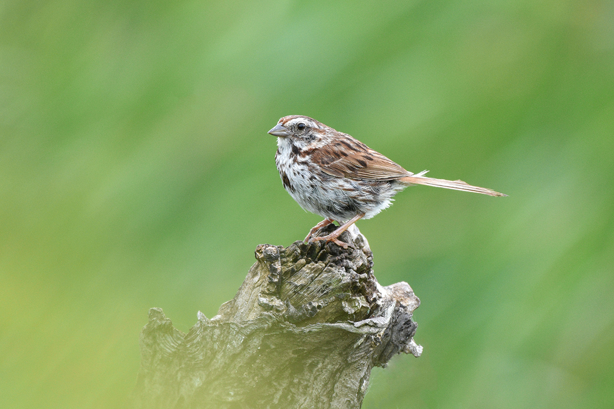 song sparrow at carden alvar